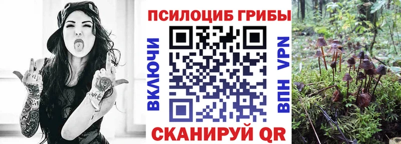 Псилоцибиновые грибы Psilocybe  даркнет сайт  Княгинино 
